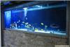 有机玻璃鱼缸|上海有机玻璃鱼缸制作|有机玻璃鱼缸定做