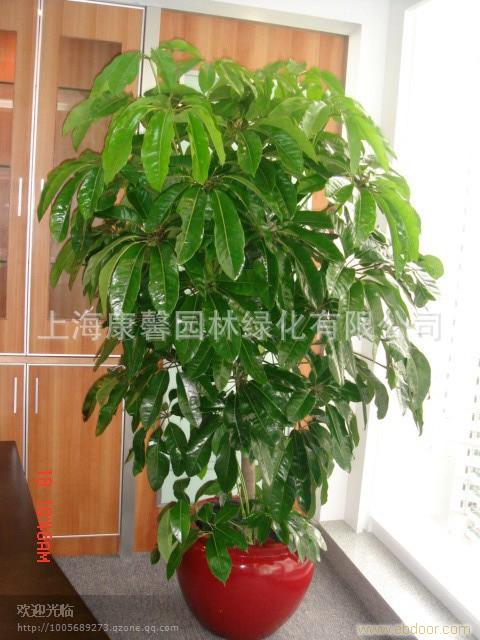 上海植物租赁、浦东植物租赁