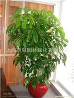 上海植物租赁、浦东植物租赁