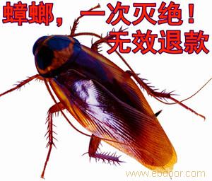 拜灭士灭蟑螂杀蟑螂除蟑螂药杀蟑胶饵螂饵剂进口针剂型