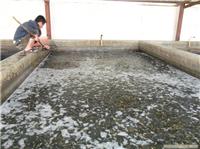 泥鳅苗买卖