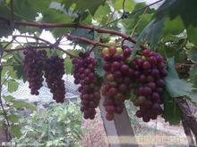巨玫瑰葡萄-上海摘葡萄-水果采摘