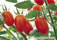 樱桃番茄-水果采摘-水果番茄