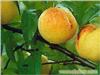 黄桃类水果采摘