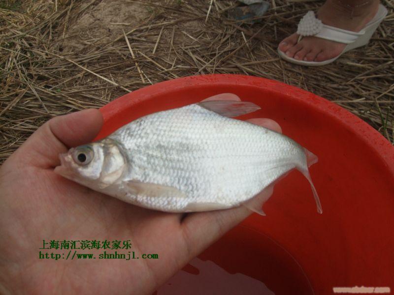 秋游 去上海农家乐一日游