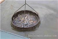 泥鳅出售中心