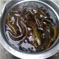 江苏泥鳅养殖场所