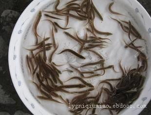 江苏泥鳅养殖技术 ....