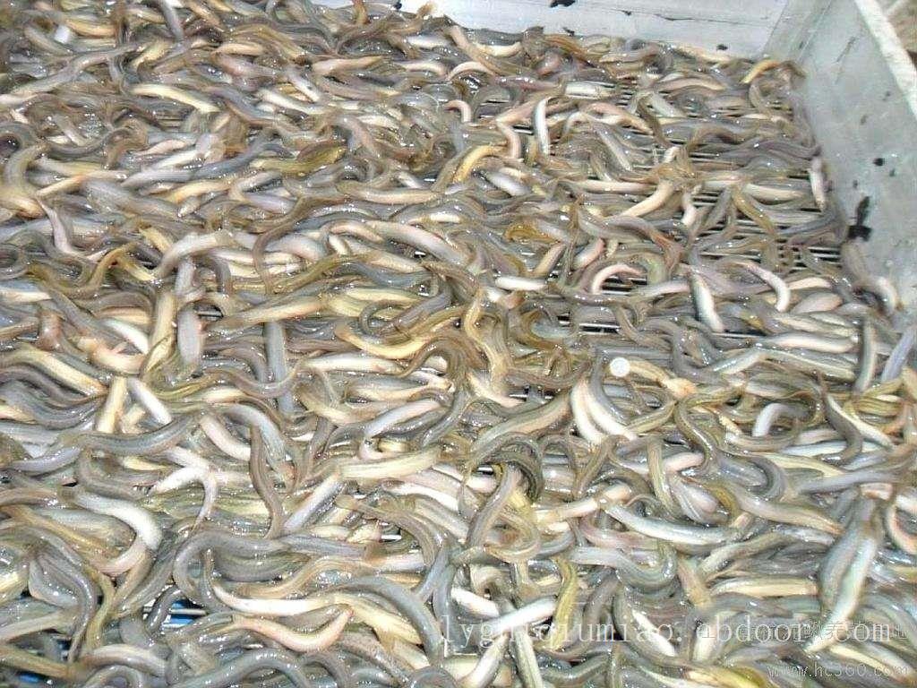 泥鳅的食性