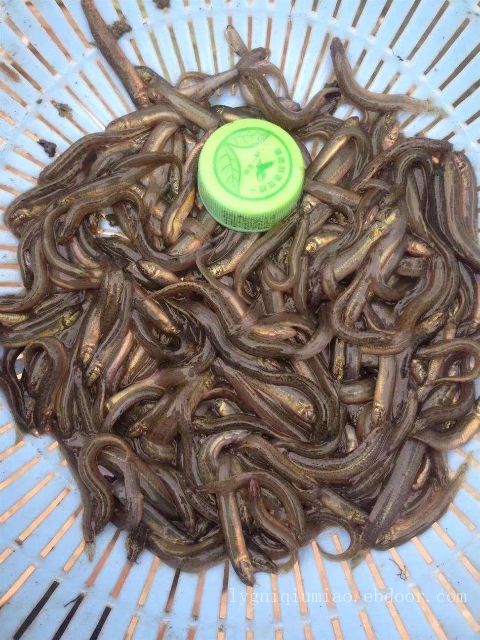 江苏泥鳅养殖，泥鳅养殖 ..