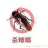什么方法灭蟑最安全