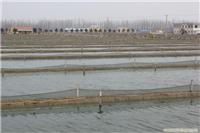 江苏泥鳅养殖基地，江苏泥鳅 .0