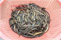 泥鳅种苗技术培育基地