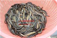 泥鳅苗技术养殖基地