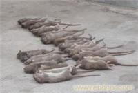 沧州灭鼠公司