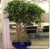 榕树编笼_办公室植物租赁