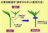 全自动嫁接机/上海全自动嫁接机专卖/上海全自动嫁接机报价