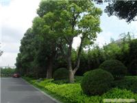 上海道路绿化带|上海道路绿化带施工|上海道路绿化带工程