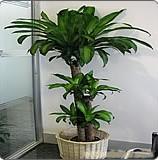 巴西木-上海植物租赁