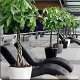 发财树-上海植物租赁公司