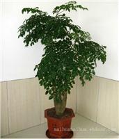 多杆幸福树-上海植物租赁