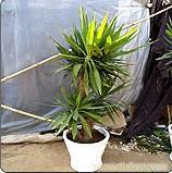 荷兰铁-上海植物租赁公司