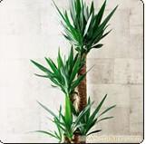 荷兰铁