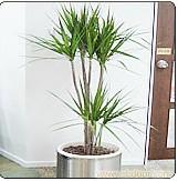 马尾铁