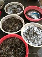 江苏泥鳅苗批发厂家泥鳅苗价格