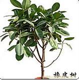 橡皮树-上海植物租赁公司-上海办公室植物租赁
