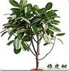 橡皮树-上海植物租赁公司-上海办公室植物租赁