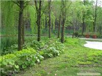 上海园林绿化养护公司_上海园林绿化养护技巧_上海园林绿化养护怎么做好