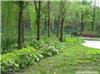 上海园林绿化养护公司_上海园林绿化养护技巧_上海园林绿化养护怎么做好