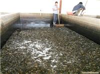 江苏赣榆墩尚镇泥鳅苗批发厂家、泥鳅苗基地、泥鳅苗价格