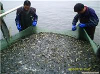 江苏墩尚泥鳅苗培训视频，泥鳅苗价格、泥鳅苗基地