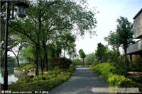 园林绿化-上海园林绿化工程承包