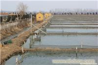 泥鳅养殖厂/泥鳅批发厂家