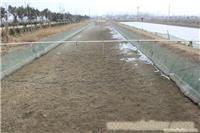 泥鳅养殖价格/泥鳅批发价格