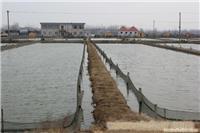 泥鳅养殖基地/泥鳅繁殖基地