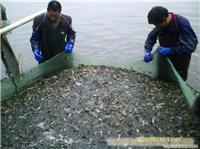 泥鳅养殖场所/泥鳅报价