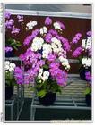 四季名花春兰 
