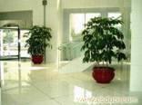 摇钱树-上海植物租赁/上海绿色植物租赁 