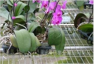 厂家直销钢板苗床网电焊网苗床网