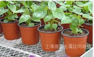 上海厂家供应热镀锌电焊网温室苗床铁丝网片