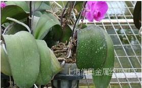 上海供应温室苗床网热镀锌苗床网育苗网温室大棚苗床