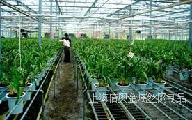 上海温室苗床网，上海育苗网床，镀锌苗床网，上海铁丝网