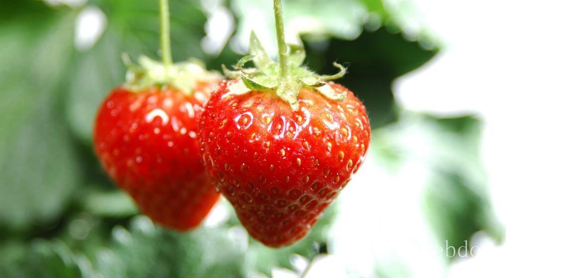 上海采草莓-浦东采草莓-上海哪里采草莓-浦东哪里采草莓