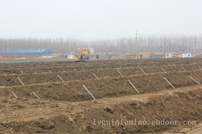 江苏赣榆墩尚镇泥鳅养殖基地—泥鳅价格、泥鳅苗批发