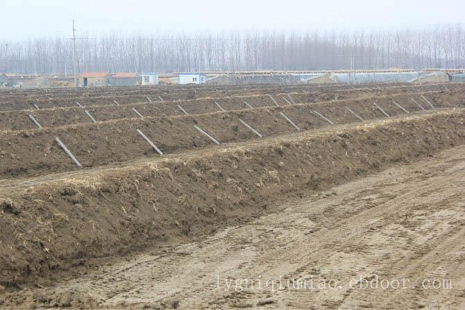 江苏赣榆养殖技术，泥鳅苗养殖基地泥鳅厂家批发