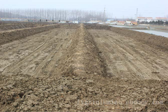 江苏泥鳅养殖基地—泥鳅价格、泥鳅苗批发、泥鳅苗养殖技术